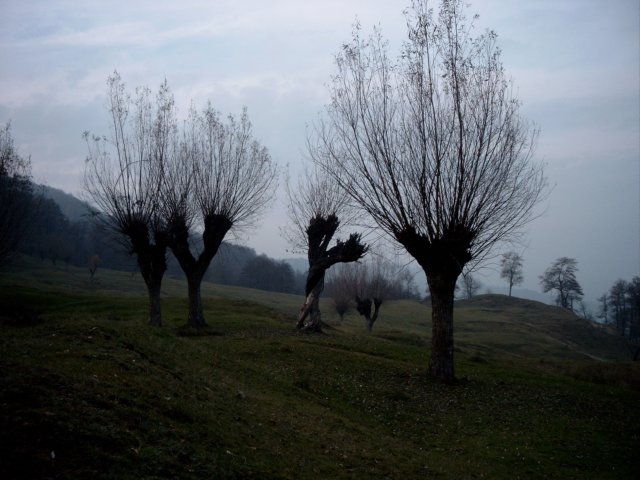 cesafie.jpg